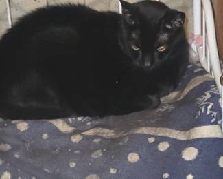 We will be Re homing 2 very sweet Kitties 816 820 1124