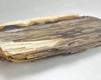 Petrified Wood