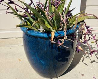 Official name is purple plant 