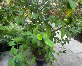 Plant