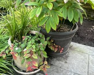 Plants