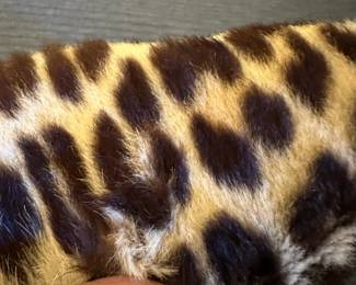 Real leopard collar. Alternate view.