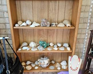  Great collection of sea shells
