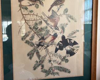 Original Audubon from nature signed and numbered