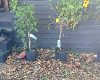 Outside plants and house plants
