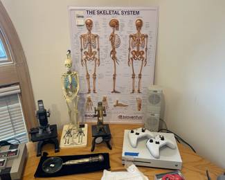 Skeletal System Poster 