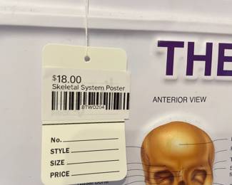 Skeletal System Poster 