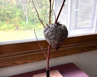 Natural Hornet / Wasp Nest Art 