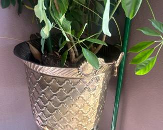Plants