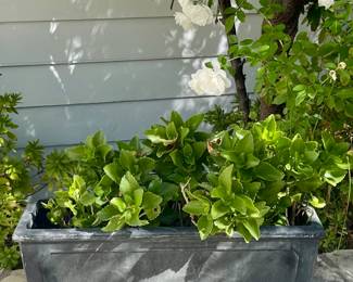 Sophisticated Planter