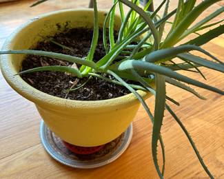 Aloe plant