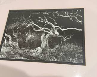 Clyde Butcher Collection