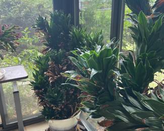 Unique indoor plants