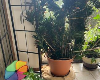 Indoor plants