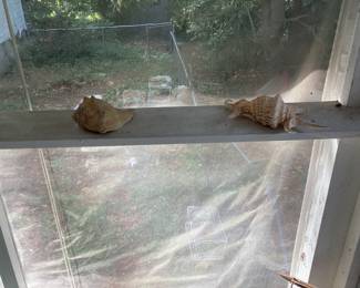 2 Large Shells
