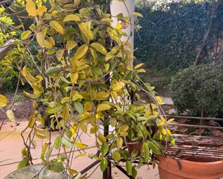 This 20 year HOYA (wedding basket) plant with antique stand? You guys are just lucky I HAVE NO ROOM!!!!! HAHAHA..IM SIMPLY OBSESSED