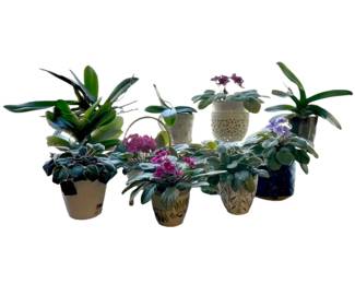 Live Indoor Houseplants Orchids  Violets