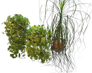 Ponytail Palm, Aloe, Pothos Plants w Plant Stands
