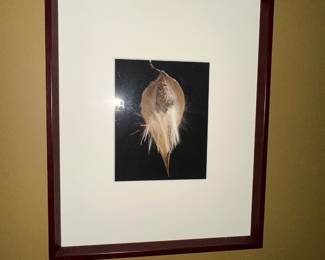 $49 - Seed Pod Photograph In Dark Wood Frame -17” x 21”