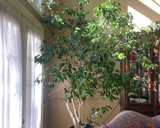 $165.00 - Large Live Ficus Tree - 10'
