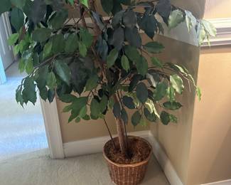 $45.00 - Decorative Ficus Tree In Woven Basket