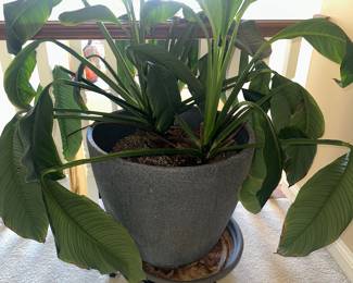 $60 - Giant Air-Purifying Peace Lilly Plant With Planter On Wheels 