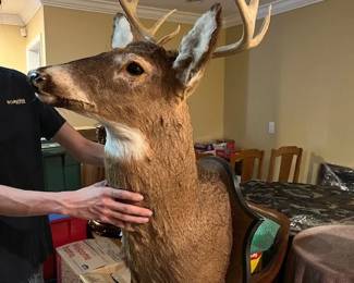 Mounted white tail deer