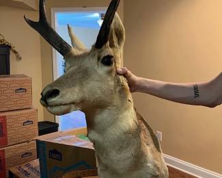 Mounted Pronghorn Antelope shoulder