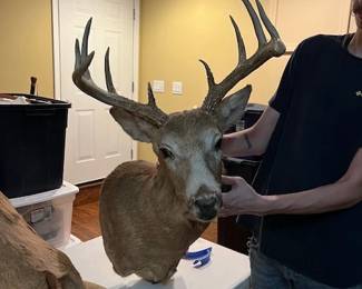 Another mounted white tail deer