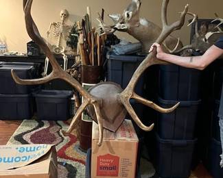 Mounted Elk antlers