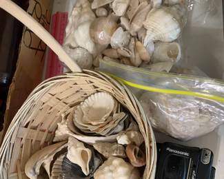 Seashells