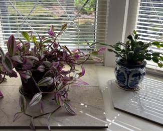 Plants needing a new home!