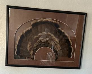 Custom shadow box taxidermized turkey tail