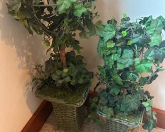 Decorative plants
