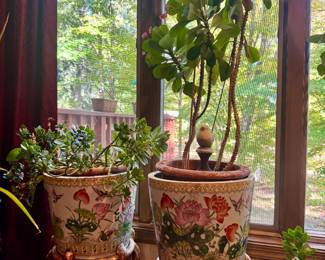 Live plants. Pots and plants sold separately.