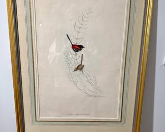 John Gould Hand-Colored Lithograph

