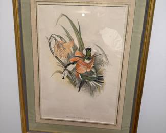 John Gould Hand-Colored Lithograph
