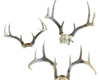 Three Sets of Deer Antlers 