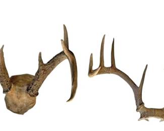 Deer Antlers 