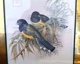 Series of gold-framed bird prints