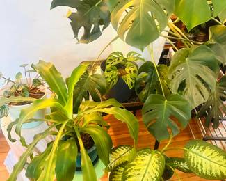 Variety of plants. Priced to sale.