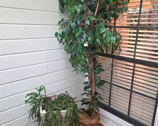 Tree in container & plant with plant stand