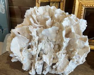 Lettuce coral