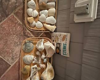 Sea shells