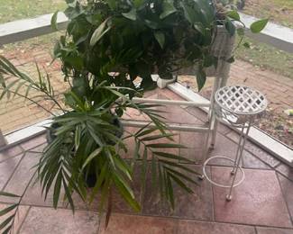 Greenery- these plants are live