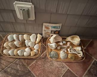 Sea shells