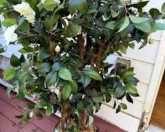 Artificial decorated Plants