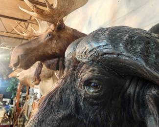 Vintage African and Pacific Northwest Taxidermy