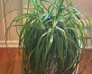 Ponytail Palm Plant 24”
Ceramic Planter 12 x 12 x 12