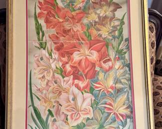 Gladiolus Childsi by John Lewis Vintage Print